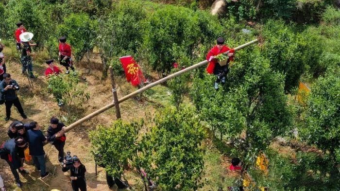 有关于广西龙胜古树茶祭茶节上演“少女飞天采茶”的最新消息(2)