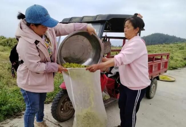 关于沿河中界镇：一片茶叶富裕一方百姓的新闻(7)