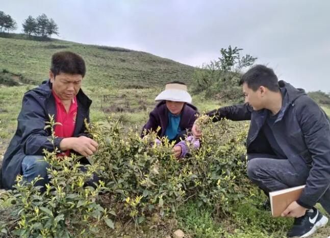 关于沿河中界镇：一片茶叶富裕一方百姓的新闻(3)