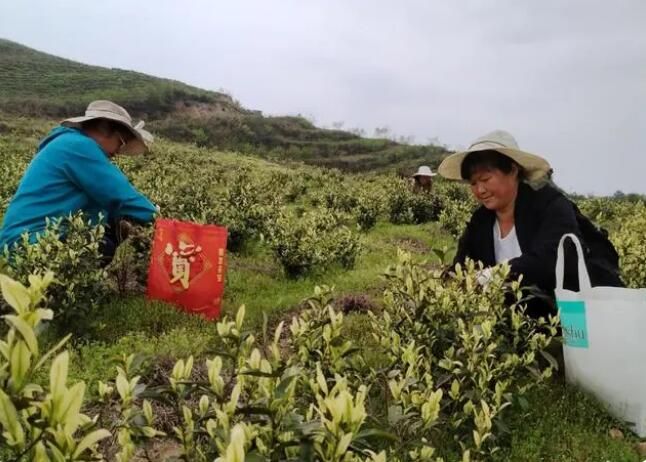 关于沿河中界镇：一片茶叶富裕一方百姓的新闻(2)