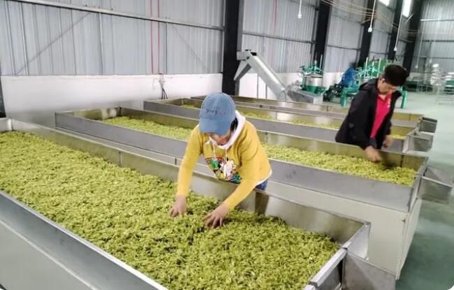 关于沿河中界镇：一片茶叶富裕一方百姓的新闻(9)