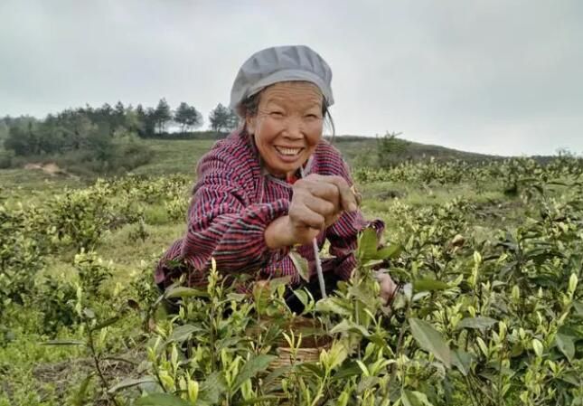 关于沿河中界镇：一片茶叶富裕一方百姓的新闻(5)