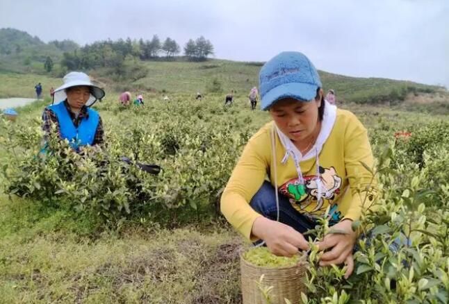 关于沿河中界镇：一片茶叶富裕一方百姓的新闻