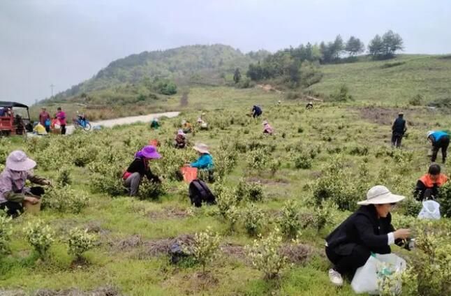 关于沿河中界镇：一片茶叶富裕一方百姓的新闻(1)