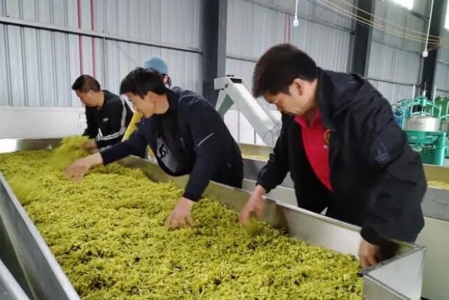 关于沿河中界镇：一片茶叶富裕一方百姓的新闻(8)