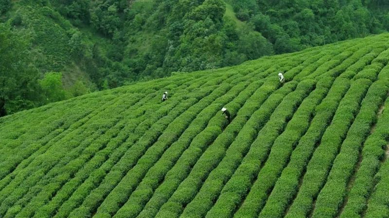 关于安康这杯茶里有什么？答案是……的相关内容(8)