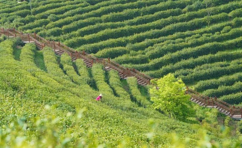 关于安康这杯茶里有什么？答案是……的相关内容