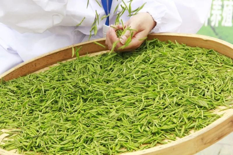 关于安康这杯茶里有什么？答案是……的相关内容(9)