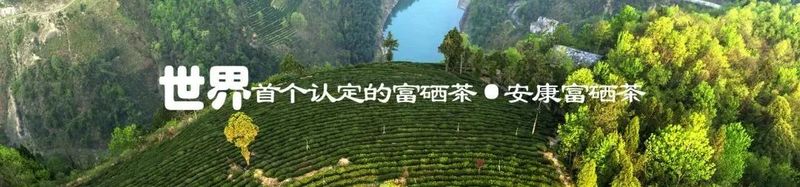 关于安康这杯茶里有什么？答案是……的相关内容(4)