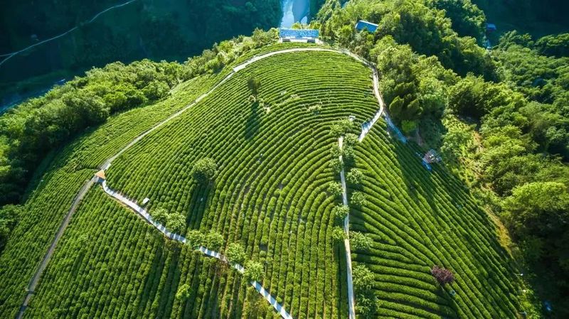 关于安康这杯茶里有什么？答案是……的相关内容(5)