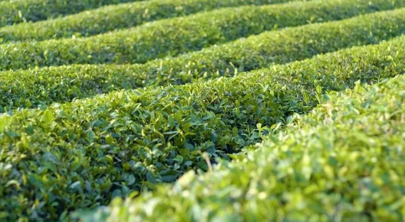 关于安康这杯茶里有什么？答案是……的相关内容(11)