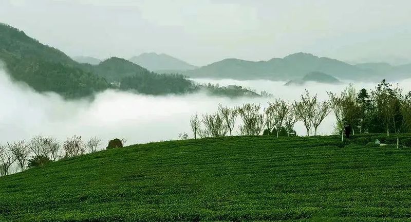 关于安康这杯茶里有什么？答案是……的相关内容(3)