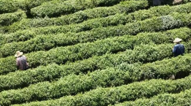 有关于咸安各茶园迎来春茶采收季的相关内容