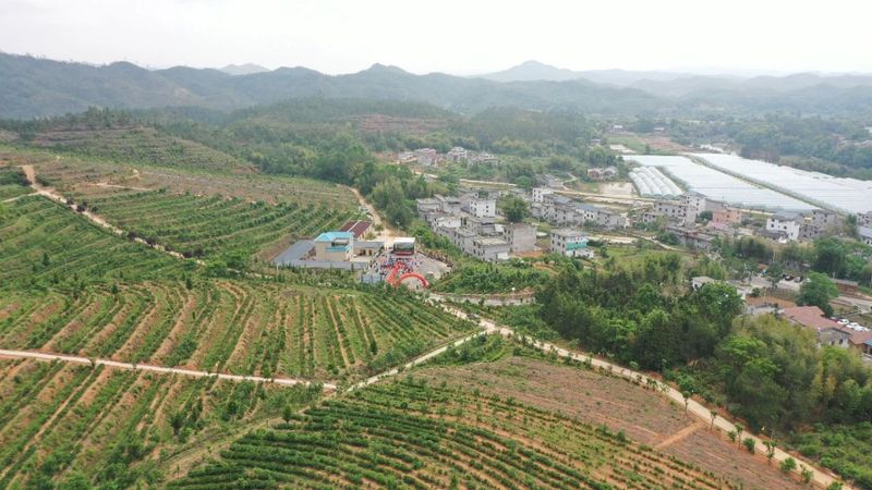 关于江西会昌庄埠：打响茶叶品牌 助力乡村振兴的资讯(5)