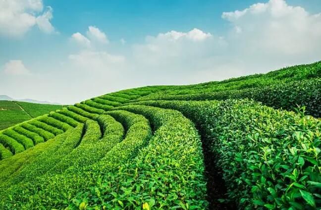 有关于开阳两茶园入选省“十佳茶旅一体化示范园”的信息