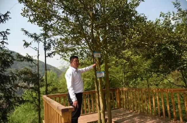 有关于七星关区亮岩镇 一叶成“业”，探寻古茶树之乡的“致富经”的新闻(1)