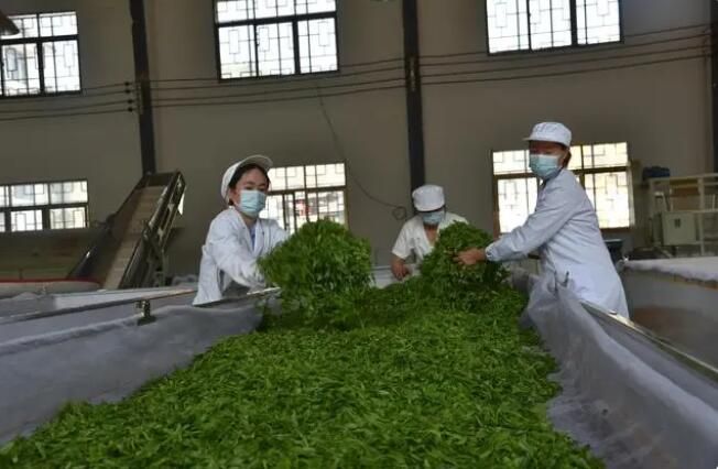 有关于七星关区亮岩镇 一叶成“业”，探寻古茶树之乡的“致富经”的新闻