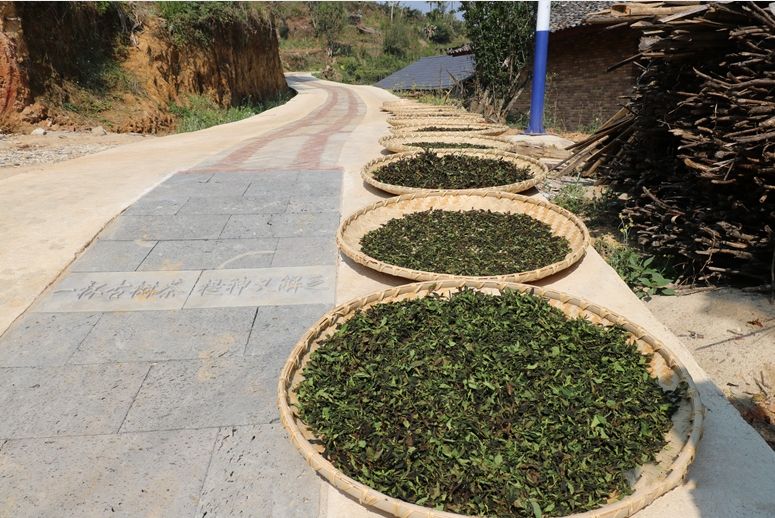 关于龙陵雪山：春来古树茶飘香的最新消息(4)