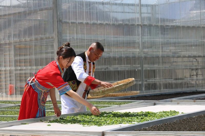 关于龙陵雪山：春来古树茶飘香的最新消息(2)