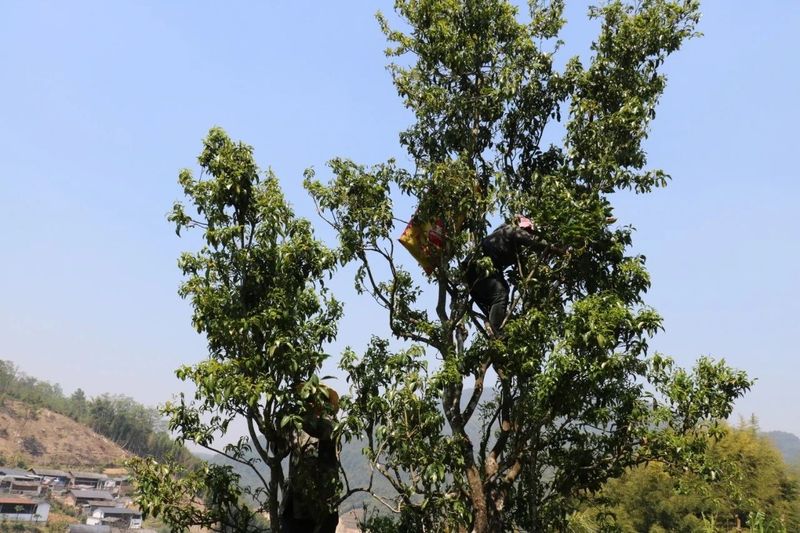 关于龙陵雪山：春来古树茶飘香的最新消息(1)