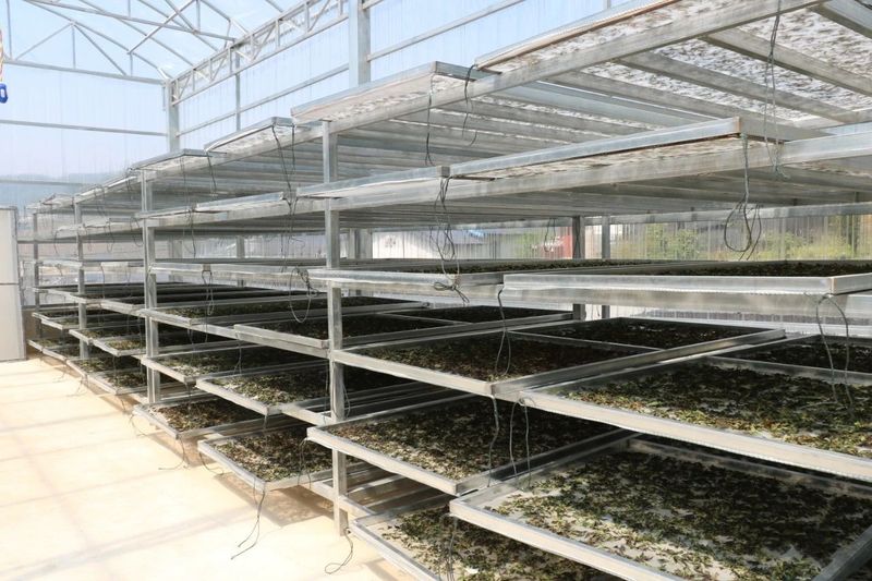 关于龙陵雪山：春来古树茶飘香的最新消息(6)