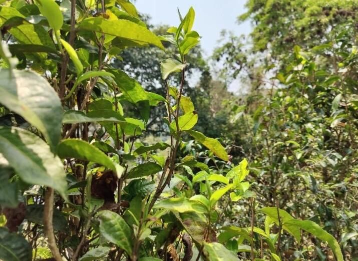 关于勐海县茶绿中心积极落实古茶树资源保护项目的相关信息(1)