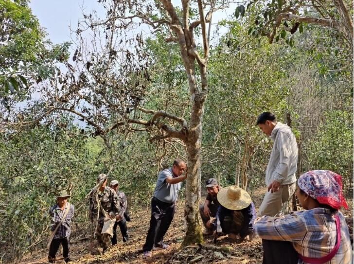 关于勐海县茶绿中心积极落实古茶树资源保护项目的相关信息(2)