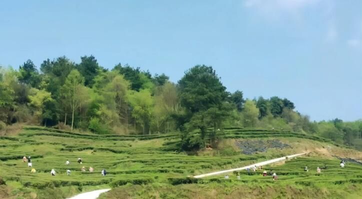 关于又是一年采茶季 西山镇春茶飘香 茶农采摘忙的相关信息