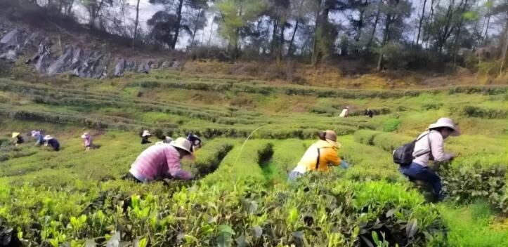 关于又是一年采茶季 西山镇春茶飘香 茶农采摘忙的相关信息(2)