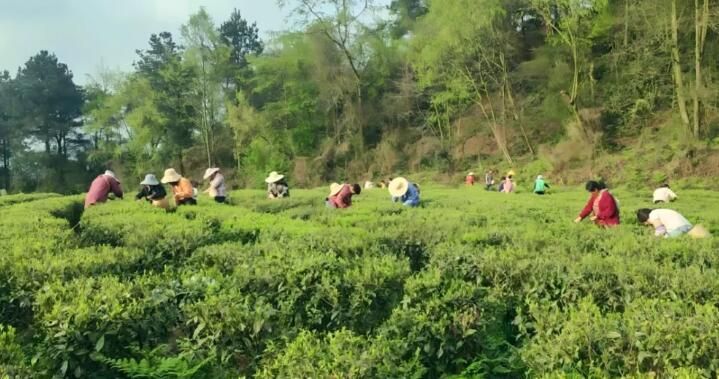 关于又是一年采茶季 西山镇春茶飘香 茶农采摘忙的相关信息(1)