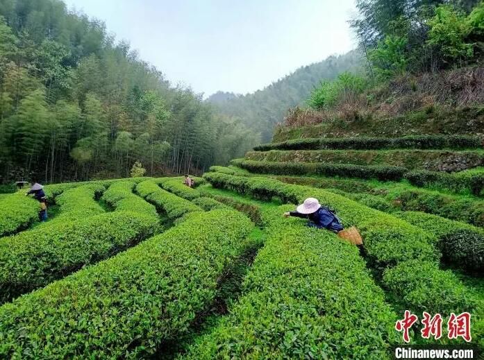 有关于福建：千亩春茶铺就乡村“致富路”的信息