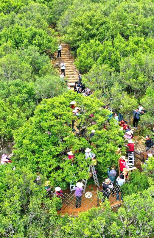 有关于频频亮相央媒！凤凰单丛茶强势“出圈”的信息(4)