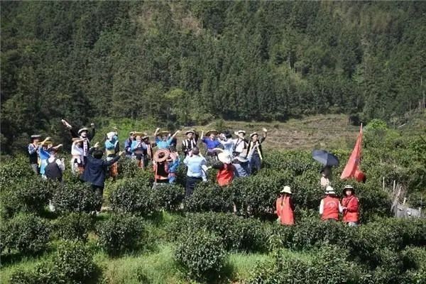 关于隆回虎形山：瑶山茶叶香 文旅推荐忙的相关内容(4)