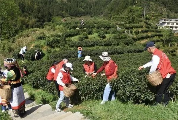 关于隆回虎形山：瑶山茶叶香 文旅推荐忙的相关内容(3)