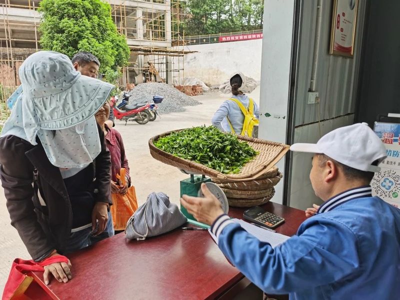 有关于探茶史 · 镇巴茶的“前世今生”的内容(1)