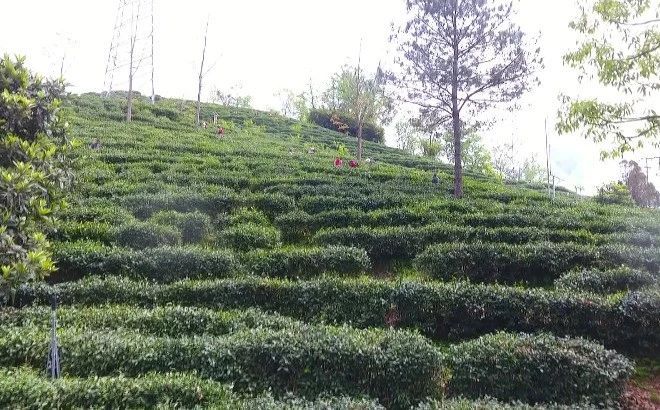 有关于探茶史 · 镇巴茶的“前世今生”的内容