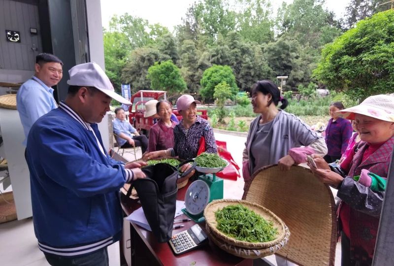 有关于探茶史 · 镇巴茶的“前世今生”的内容(3)