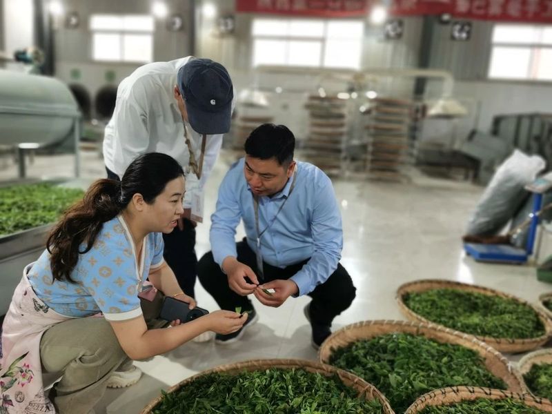 有关于探茶史 · 镇巴茶的“前世今生”的内容(2)