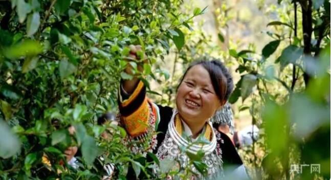 有关于贵州纳雍：深山苗寨里古树茶飘香的资讯(1)