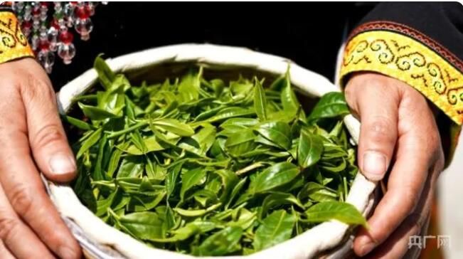 有关于贵州纳雍：深山苗寨里古树茶飘香的资讯(4)