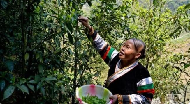 有关于贵州纳雍：深山苗寨里古树茶飘香的资讯