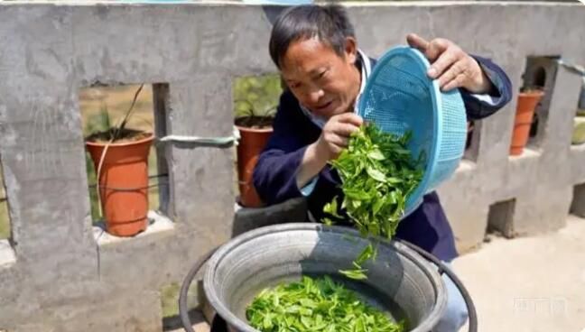 有关于贵州纳雍：深山苗寨里古树茶飘香的资讯(3)