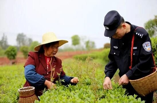有关于春来采茶忙 茶园有“警”色的资讯(1)