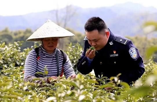 有关于春来采茶忙 茶园有“警”色的资讯