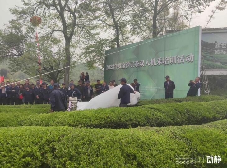 关于30万亩金沙贡茶 “点绿成金”促发展的资讯(2)