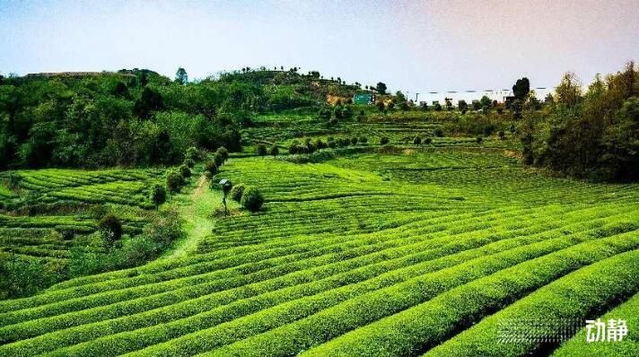 关于30万亩金沙贡茶 “点绿成金”促发展的资讯(4)