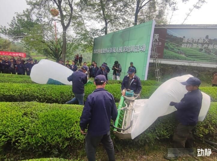 关于30万亩金沙贡茶 “点绿成金”促发展的资讯(3)