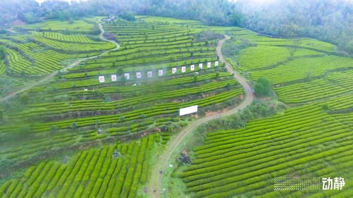 关于30万亩金沙贡茶 “点绿成金”促发展的资讯