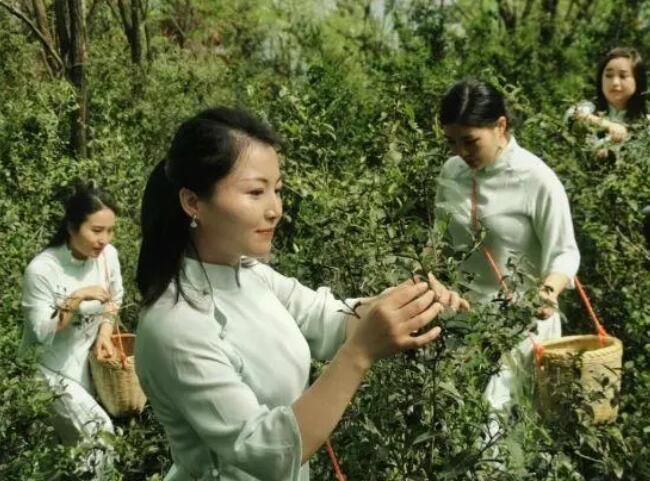 关于茶园飘香！一片叶子助力怀化辰溪乡村振兴的相关内容(1)