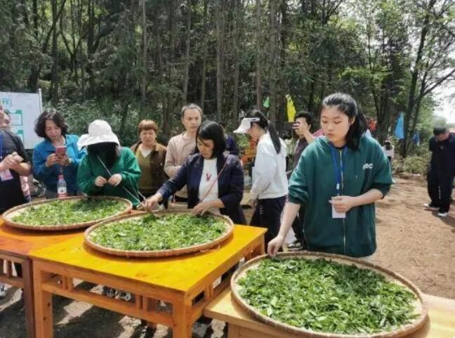 关于茶园飘香！一片叶子助力怀化辰溪乡村振兴的相关内容